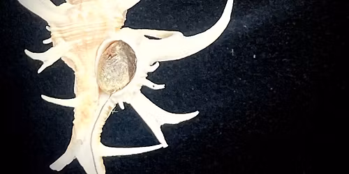 Enemies of Confusion at Odd Fellows 