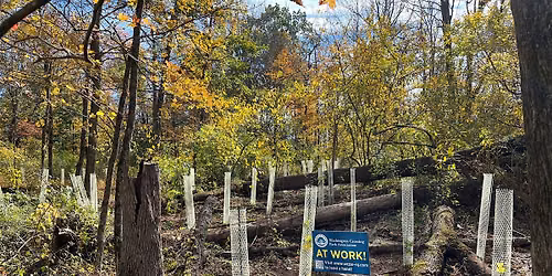 Continental Lane Forest Restoration