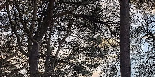Forest Therapy