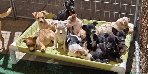 Adoption event 