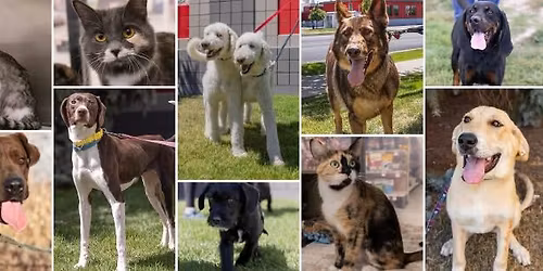 Adoption Days!