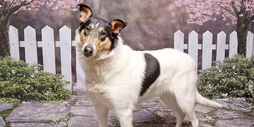 Professional Spring Pet Portraits