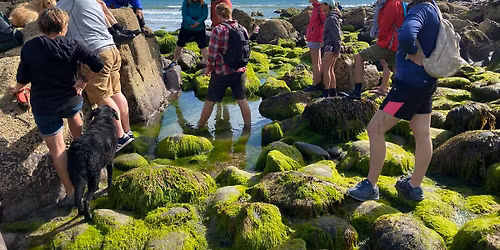 Seashore Forage