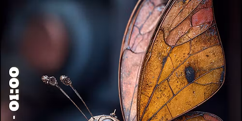 Insect New Years Day Party