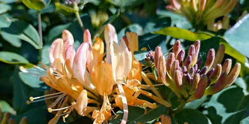 May Bank Holiday Plant Sale