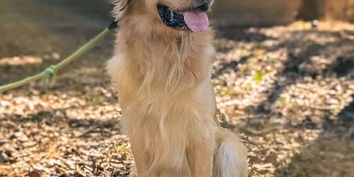 Monthly Pack Walk! \ud83d\udc3e