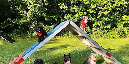 Agility - Turnier SV OG B\u00fcbingen