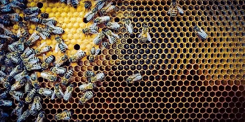 2026 HOIBA Beginner Beekeeping Course