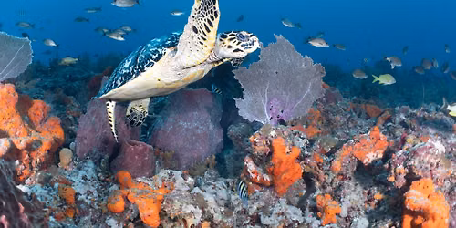 South Florida Fun Diving on the Shallow Reefs of West Palm Beach