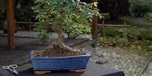 Bonsai Society Meeting - Summer Maintenance
