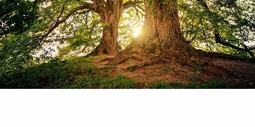 Trees for You and Me, Children's Program, $4 per child upon arrival