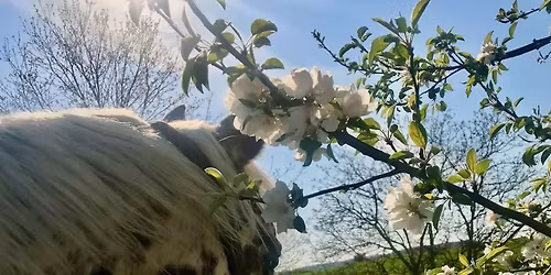 Pflanzenheilkunde f\u00fcr Mensch und Tier - rund um die Green Ground Ranch.