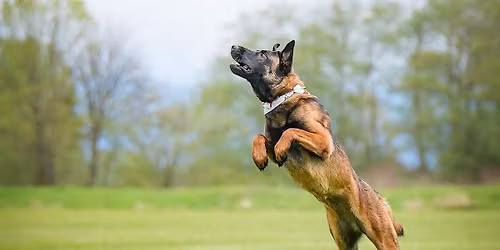 Disc Dog Drop-in Class