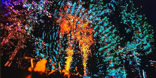 Festive Forest trail