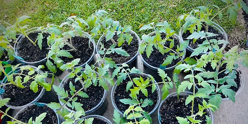 Tomato & Pepper Planting Day!