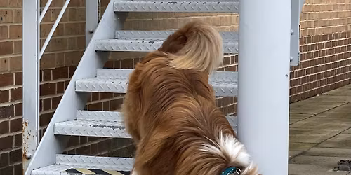 Half day Scentwork in the grounds of Isambard House (outdoors)