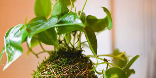 \ud83c\udf3f Kokodama Workshop: Grow Outside the Pot!