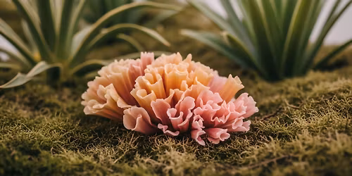 Gardening with Edible & Medicinal Native Plants