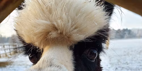 New Year Sanctuary: Yin & Nidra for Intentional Renewal