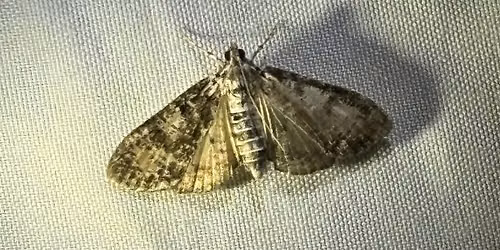 Moth Madness at the Marsh