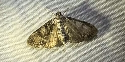 Moth Madness at the Marsh