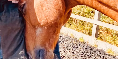 Crossing your threshold into Love with the Llwyna Herd. 