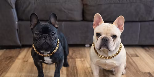 Day Of The Frenchies \u2122 - Barkfast With The Frenchies \u2122