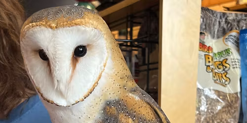 Live Birds of Prey - Blue Ridge Raptors