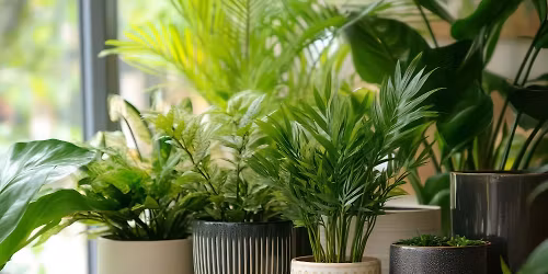 Six Twelve Local Artist & Plant Pop-Up