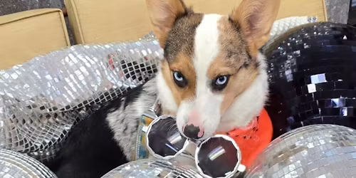 May First Saturday Treat Trail and Pet Rescue Day