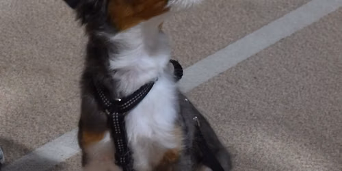 Advanced Class (Puppy 3 or Dog 3