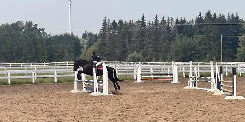 Shamrock Series II Hunter Jumper