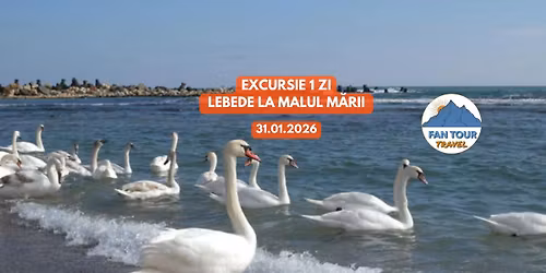 \ud83c\udf0a EXCURSIE DE 1 ZI \u2013 LEBEDE LA MALUL M\u0102RII \ud83e\udda2 31.01.2026