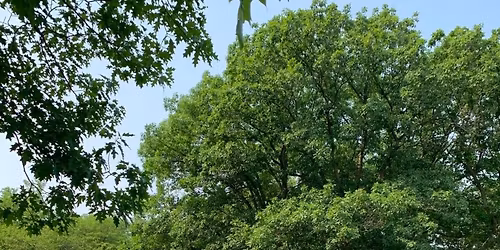 Free Yoga in the Park