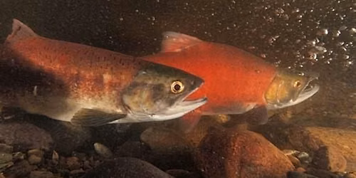 Kokanee Work Group Fall Meeting