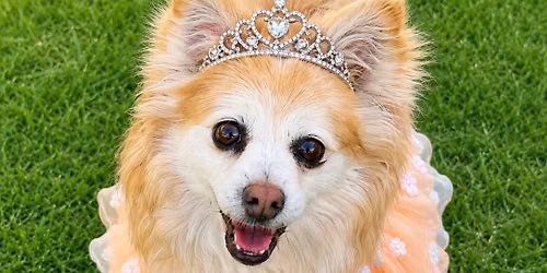 Itsy Bitsy's Runway