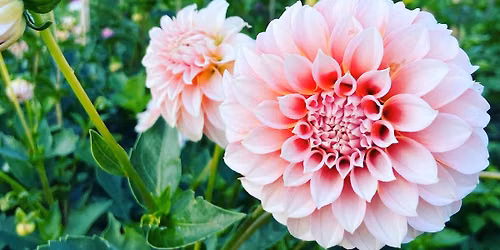 AN AUTUMN DAHLIA GARDEN EXPERIENCE 