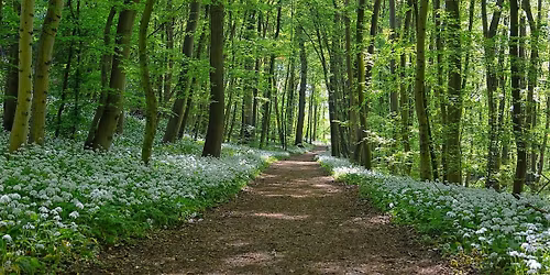 IWIRC South West & Wales - Wild Foods & History Walk, Stoke Park, Bristol