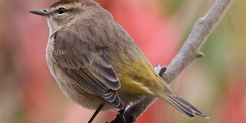 Birding with Beni: Fall Birding