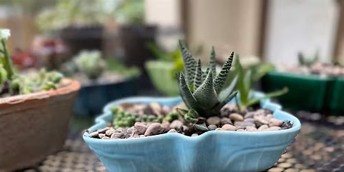Vintage Succulent Plant & Sip Workahop