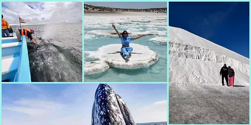 Avistamiento de ballena gris