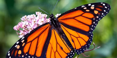 All About Monarch Butterflies