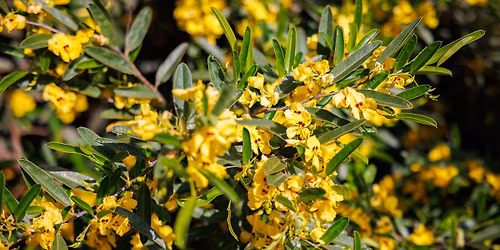Genocide in the Wildflower State Film Screening - Reconciliation Week 2026