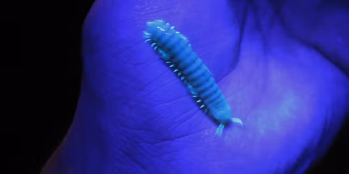 Night Hike and Bug Hunt