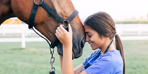 Experience The Life Of A Horse Groomer