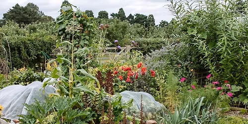 Getting to grips with your Allotment (8 sessions)