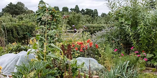 Getting to grips with your Allotment (8 sessions)