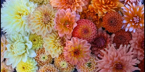 ON FARM - Dahlia Tuber Sale