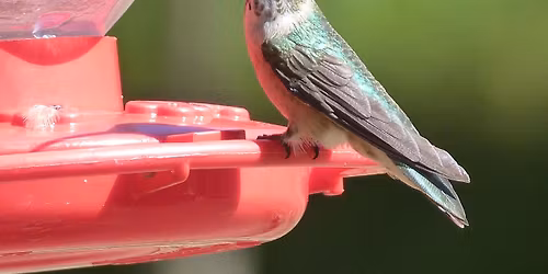 World Migratory Bird Day 