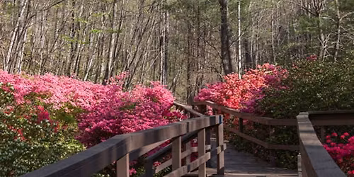 Spring Blooms Hike Series: Happy Hollow Gardens